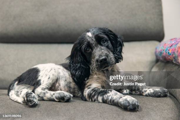 cocker spaniel puppy on grey sofa - cocker fotografías e imágenes de stock