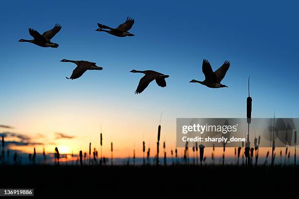 xxl migrating canada geese - goose bird stock pictures, royalty-free photos & images