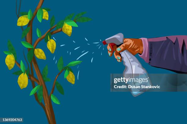 spraying water on the tree - lemon tree stock illustrations