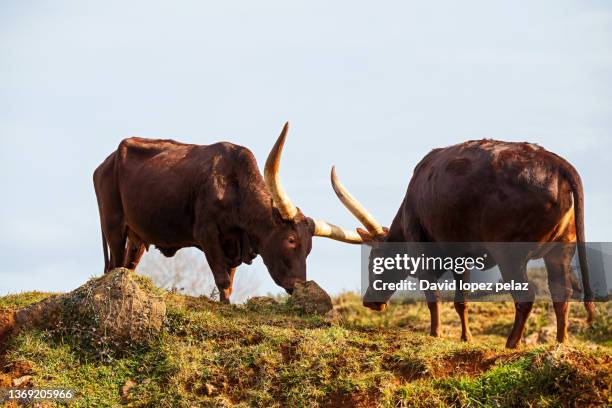 two watusi cows facing each other - bovino domestico stock-fotos und bilder