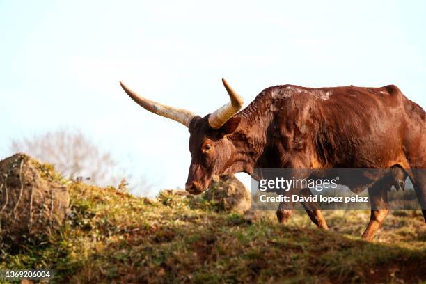 image of an african watusi cow - bovino domestico stock-fotos und bilder