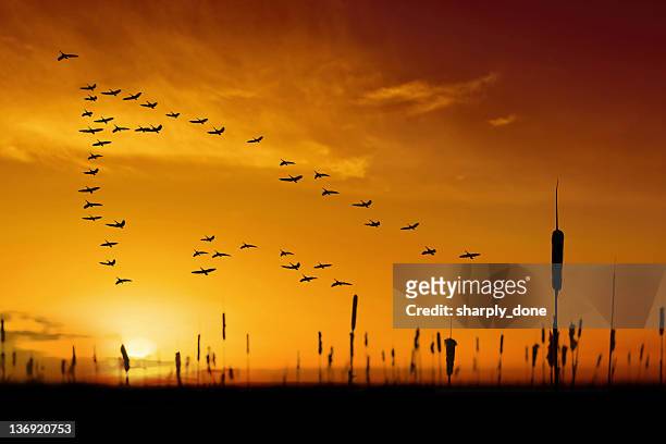 xxl migrating canada geese - arrangement stock pictures, royalty-free photos & images