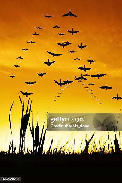 xxxl migrating canada geese - bird formation flying stock pictures, royalty-free photos & images