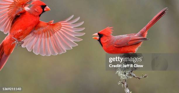 cardinal on cardinal - cardinal stockfoto's en -beelden