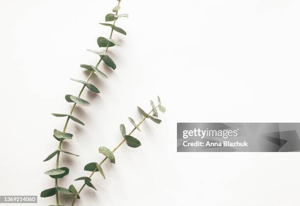 green eucalyptus branches over white background, natural background - eucalyptus photos et images de collection