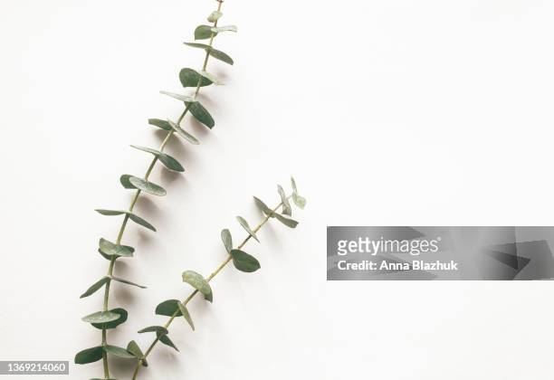 green eucalyptus branches over white background, natural background - eucalyptus stock pictures, royalty-free photos & images