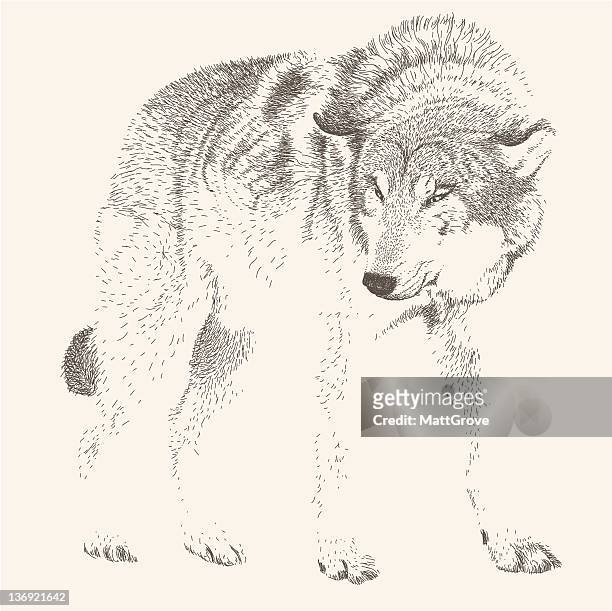 ilustrações de stock, clip art, desenhos animados e ícones de angry lobo - territorial animal