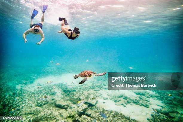 wide shot underwater view of couple snorkeling near sea turtle swimming in tropical sea - frau unter wasser stock-fotos und bilder