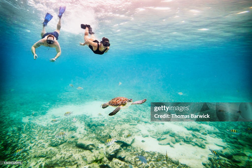 Wide shot underwater view of couple snorkeling near sea turtle swimming in tropical sea