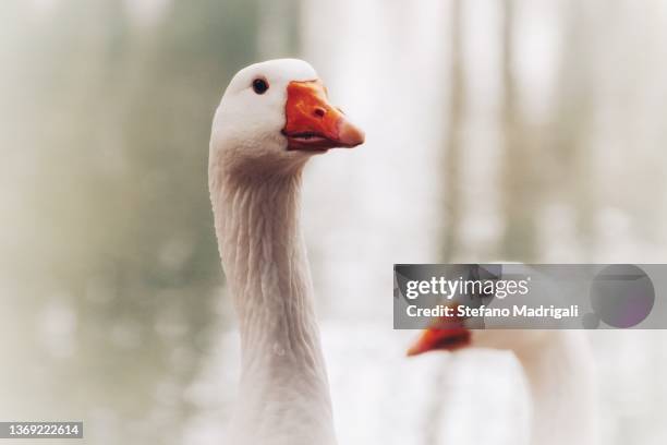 two geese on white background, detail of the neck and beak - oie oiseau des rivières photos et images de collection