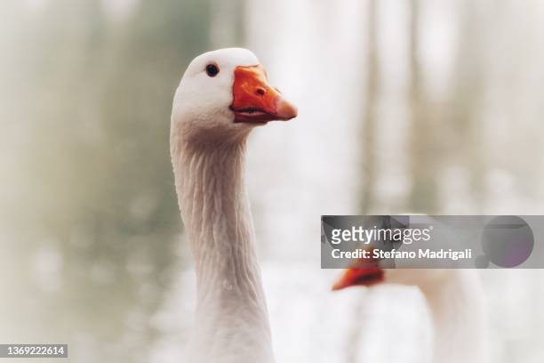 430 Cartoon Goose Photos and Premium High Res Pictures - Getty Images