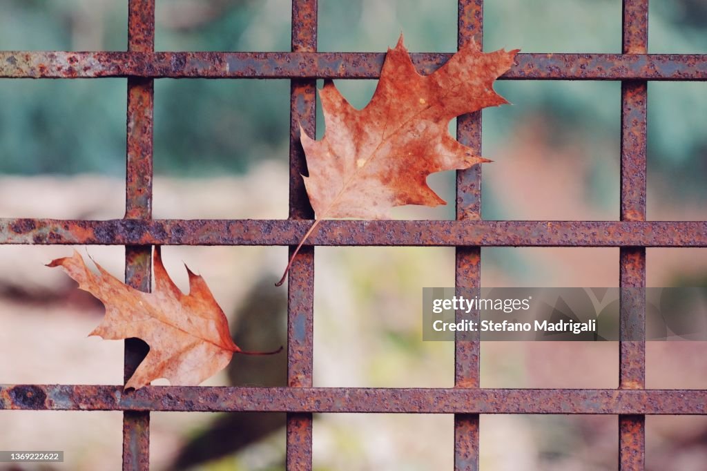 Leaves hanging from rusty railing