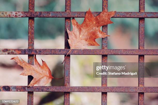 leaves hanging from rusty railing - leaf rust stock pictures, royalty-free photos & images