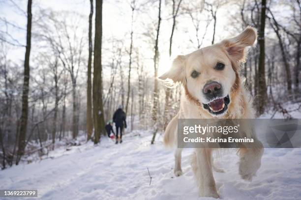 golden-retriever - hund nicht mensch stock-fotos und bilder