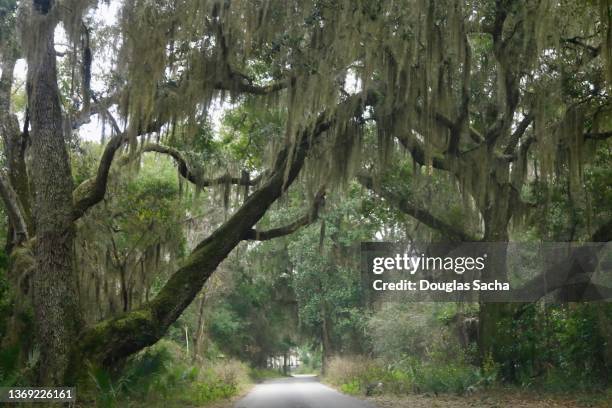 spanish moss tree canopy - plantation florida stock pictures, royalty-free photos & images