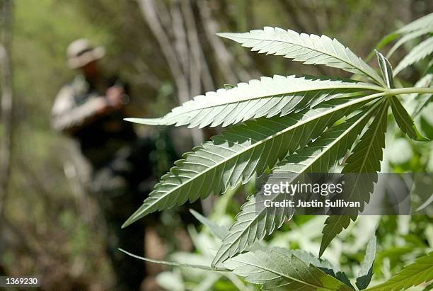 Campaign Against Marijuana Planting Special Agent approaches a pot plant during a marijuana garden raid September 4, 2002 in a remote area of...