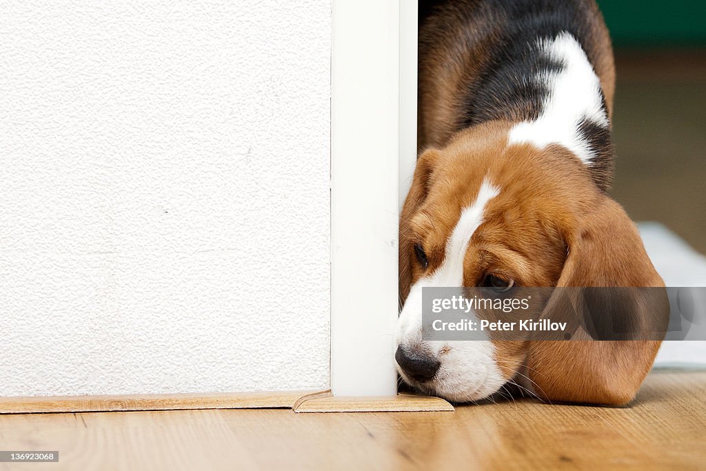 Beagle puppy seeking