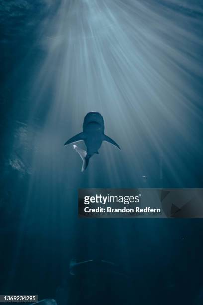 sharks - shark underwater stock pictures, royalty-free photos & images