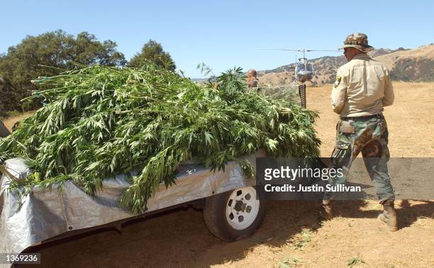 Campaign Against Marijuana Planting Special Agent Rick Gautier inspects a trailer full of pot plants that were seized during a marijuana garden raid...