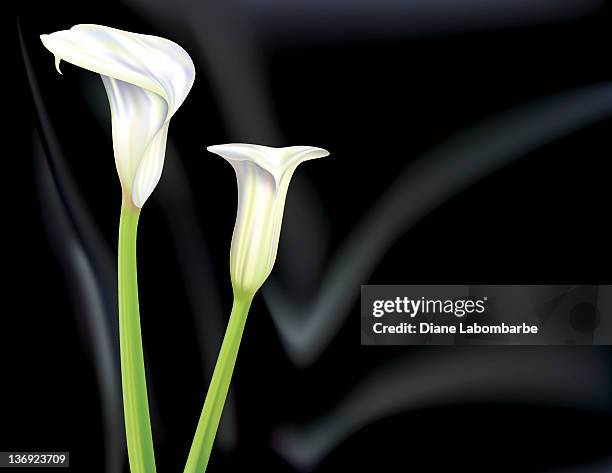 calla lily on black satin - calla lily stock illustrations