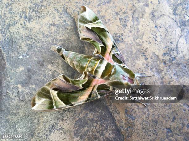 close-up of oleander hawk moth - hawk moth bildbanksfoton och bilder