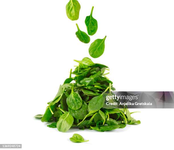 fresh spinach leaves on white background - spenat bildbanksfoton och bilder