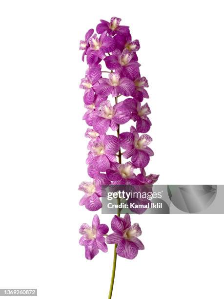 dendrobium orchids - orchid flower stockfoto's en -beelden