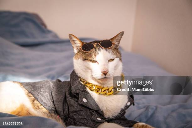 cat wearing jacket and sunglasses - chiba city stock-fotos und bilder