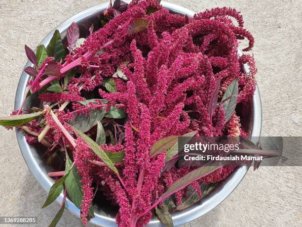fresh amaranth red garnet flowers and seeds - amarant stock-fotos und bilder