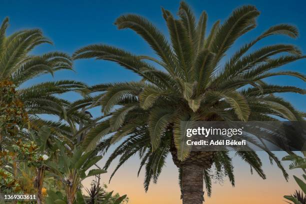 low angle view of palm tree against sky at sunset (los angeles, california, usa) - date fruit stock pictures, royalty-free photos & images