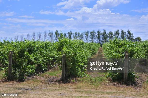 landscape of grapevine growing in margaret river - australia winery stock pictures, royalty-free photos & images