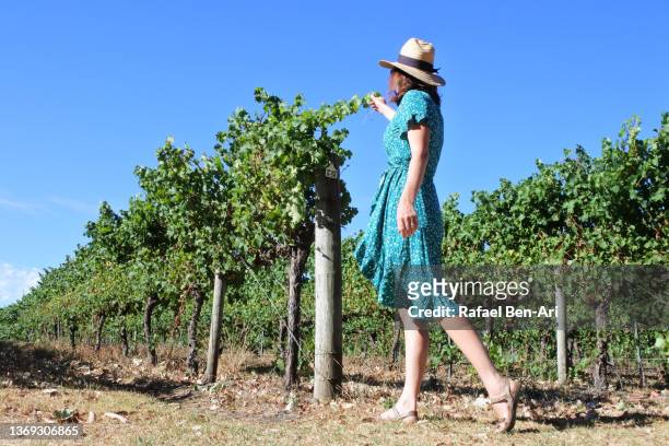 australian woman walking in grapevine in margaret river region in western australia - margaret river stock pictures, royalty-free photos & images
