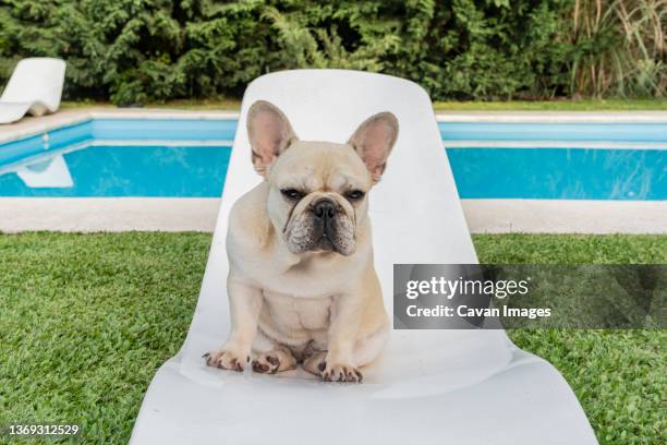 serious french bulldog dog sitting and staring at camera - lelijkheid stockfoto's en -beelden