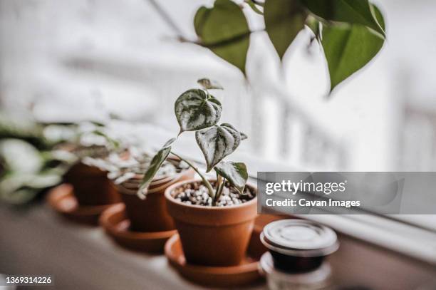 small philodendron brandtianum in a terracotta pot on the windowsill - watering pot stock pictures, royalty-free photos & images