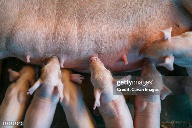 aerial view of a group of piglets suckling a sow on a farm - keutje stockfoto's en -beelden