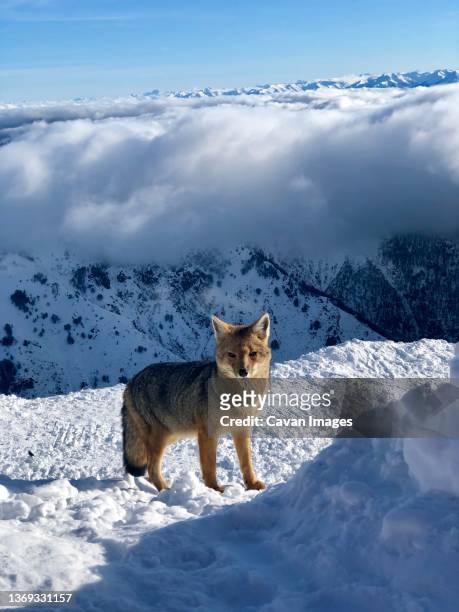 fox on snow in argentina - bariloche fotografías e imágenes de stock
