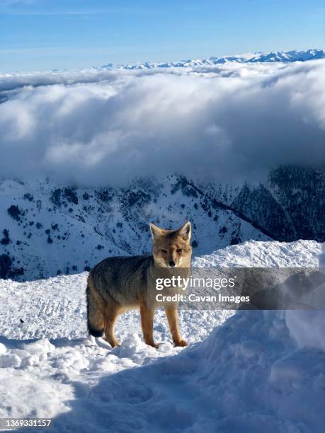 fox on snow in argentina - bariloche stock pictures, royalty-free photos & images