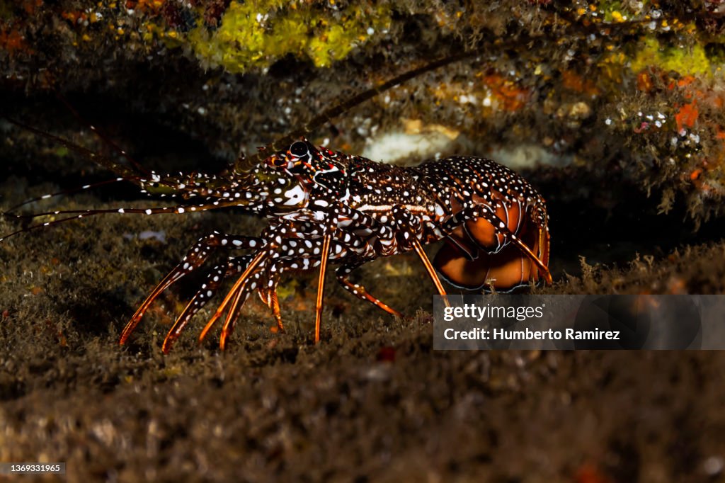 Spotted Spiny Lobster.