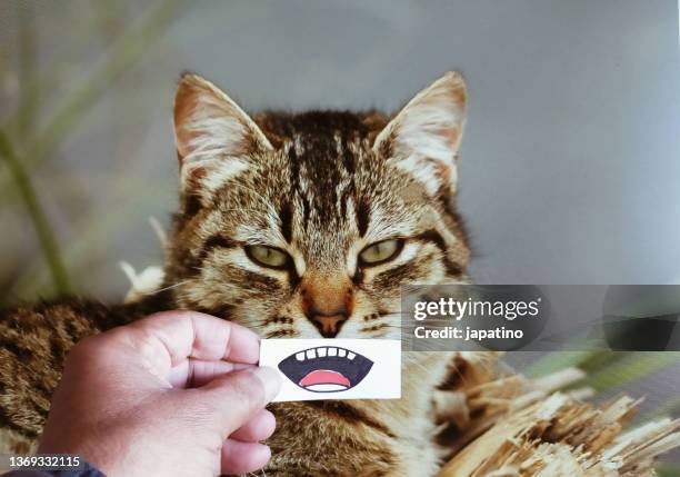 cat - snarling stock pictures, royalty-free photos & images