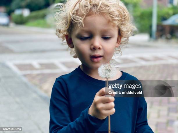 toddler boy blowing dandelion seed - northern european descent stock pictures, royalty-free photos & images