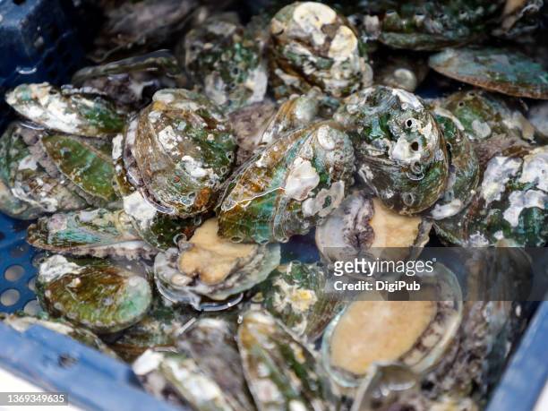 abalones from korea - abalone fishing stock pictures, royalty-free photos & images