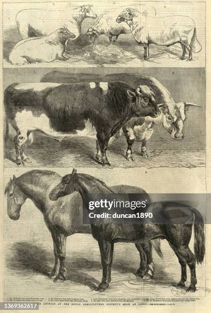 prize farm animals, royal agricultural society's show at leeds, 1861, sheep, cattle, horses, 19th century - shire horse stock illustrations