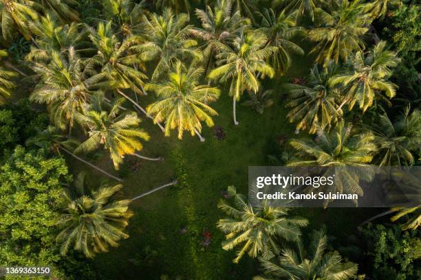 690 Palm Tree Overhead View Stock Photos, High-Res Pictures, and Images ...