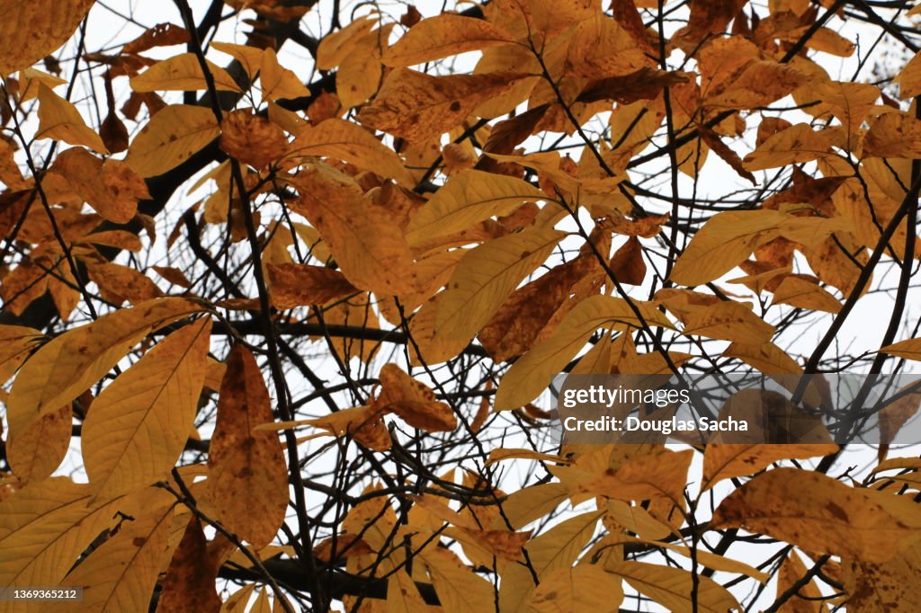 Paw Paw Tree (Asimina triloba)
