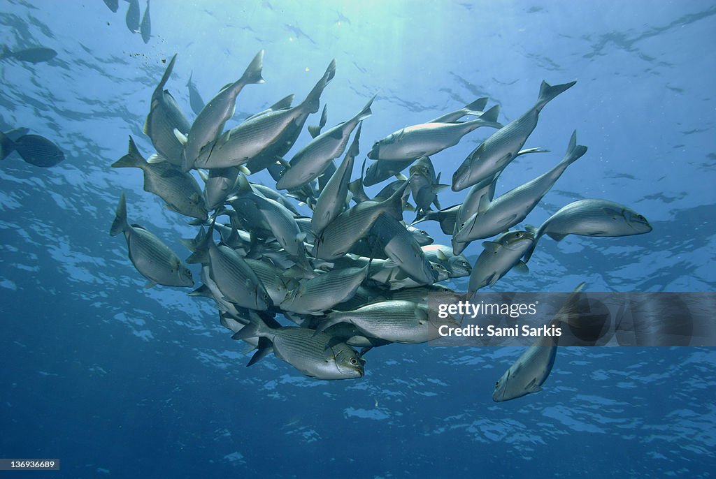School of Blue-Bronze Chub fishes, Wolf Island