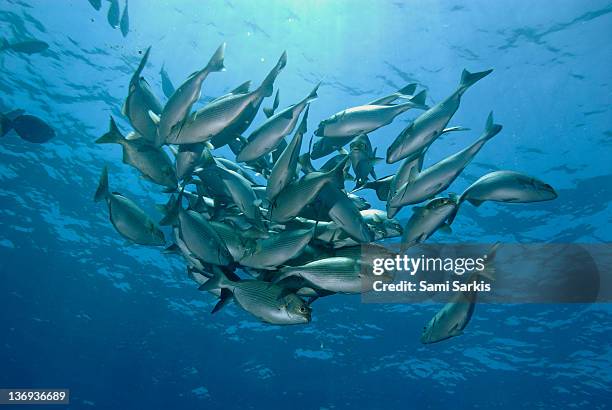 school of blue-bronze chub fishes, wolf island - bermuda chub stock pictures, royalty-free photos & images