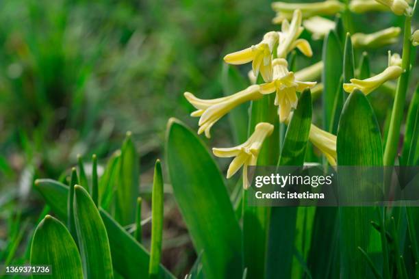 springtime. blooming yellow wild flowers - campana fotografías e imágenes de stock