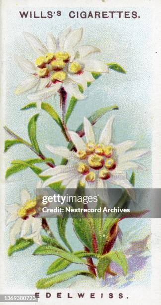 Collectible illustrated tobacco card, 'Alpine Flowers' series, published 1913 by Will's Cigarettes, depicting varieties of wildflowers native to the...