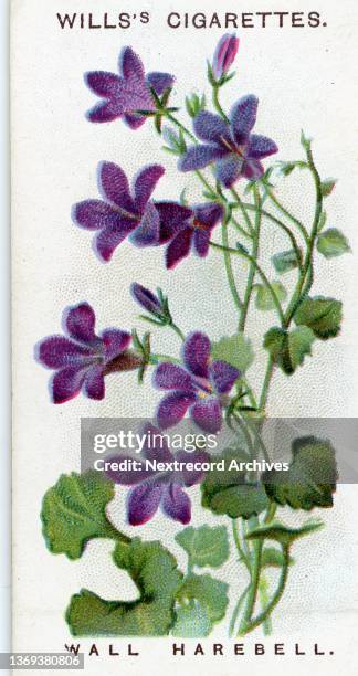 Collectible illustrated tobacco card, 'Alpine Flowers' series, published 1913 by Will's Cigarettes, depicting varieties of wildflowers native to the...