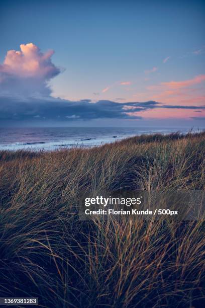 evening in the dunes of vejlby klit in northern denmark - marram grass stock pictures, royalty-free photos & images